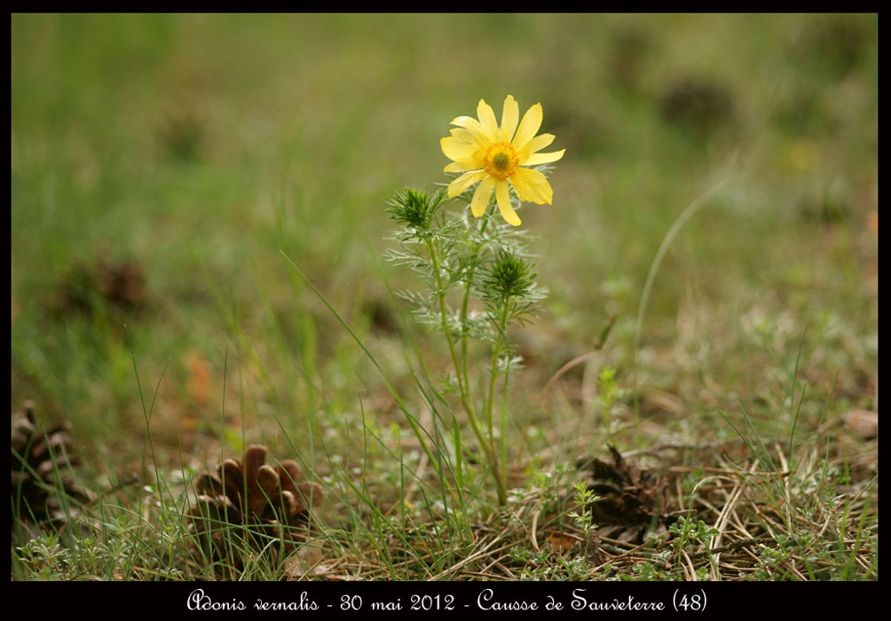 Adonis-vernalis3